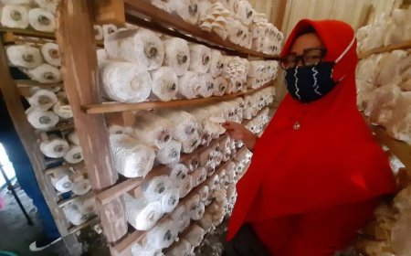 Jamur Danda, Mengenal Keseksian Si Janda dari Batola