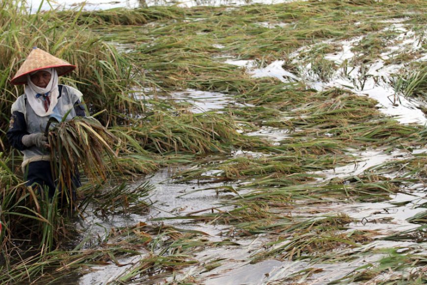 26.998 Hektare Lahan Pertanian Diusulkan Terima Bantuan Gagal Panen 2024