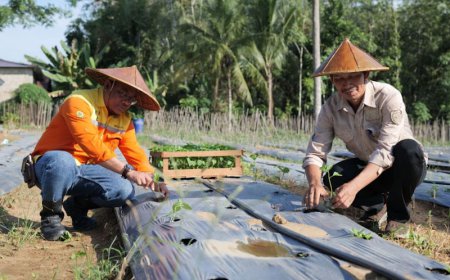 Sokong Integrated Farming System di Ayunan Papan Tapin, PT BRE Salurkan Belasan Ribu Bibit