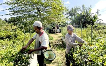 Petani Cabai di HST Raup Untung di Tengah Cuaca Ekstrem