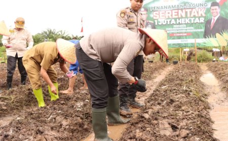 Kolaborasi Lintas Sektor, Polres Batola Inisiasi Penanaman Jagung di Cerbon
