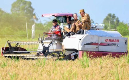 Dipusatkan di Batola, Pemprov Kalsel Ikuti Panen Padi Serentak Bersama Presiden
