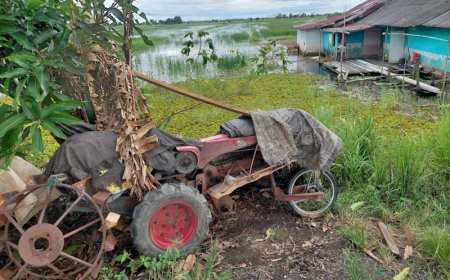 Jerit Petani di Jejangkit dan Mandastana Batola, Terancam Gagal Tanam Akibat Air Pasang