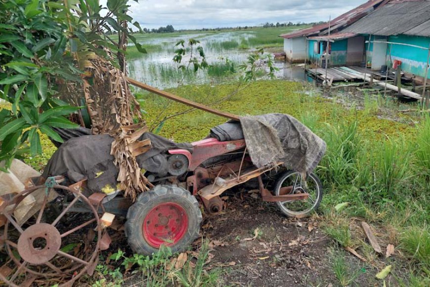 Jerit Petani di Jejangkit dan Mandastana Batola, Terancam Gagal Tanam Akibat Air Pasang