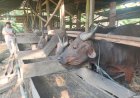Cari Sapi Kurban di Batola? Simak Dulu Daftar Harga Berikut