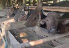 Jelang Iduladha 1446 Hijriah, Stok Hewan Kurban di Kalsel Diklaim Aman