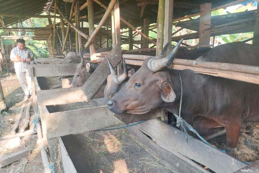 Cari Sapi Kurban di Batola? Simak Dulu Daftar Harga Berikut